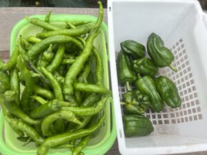 image0 (7)